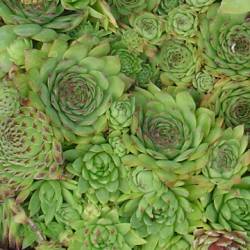 Sempervivum - Dachwurz - Hauswurz